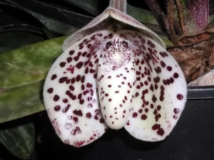 Bild von Paphiopedilum bellatulum 55